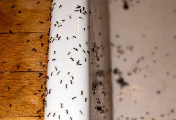Best Exterminator Services  in Mccordsville, IN