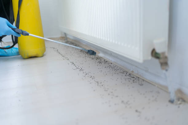 Best Insect Control  in Mccordsville, IN